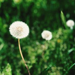 Close-up of dandelion flower on field