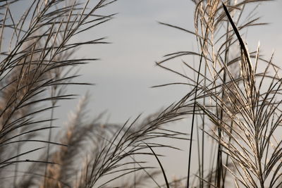 Close-up of stalks in field against sky