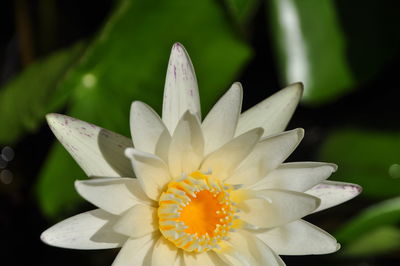 Close-up of white water lily