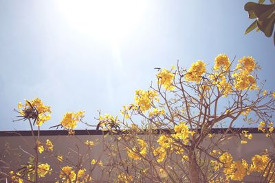 Low angle view of flowers against sky