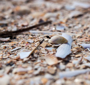 Close-up of shell 