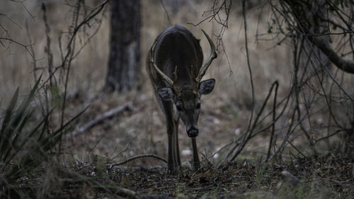 View of an animal on field