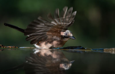 Close-up of bird reflecting on water