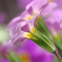 Close-up of purple flowers