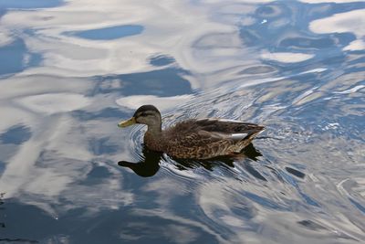 High angle view of duck swimming in lake