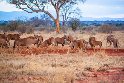 Oryx standing on field against sky