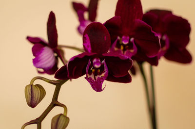 Close-up of flowers blooming outdoors