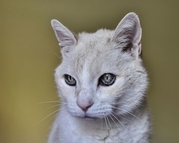 Close-up portrait of a cat