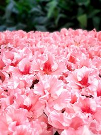 Close-up of pink cherry blossoms