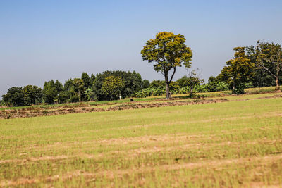 Trees on field against clear sky