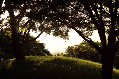 Trees on field against sky