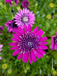 Close-up of pink flower
