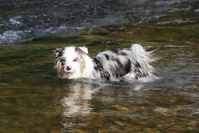 Portrait of dog in a lake