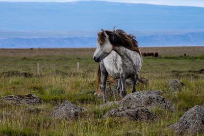 Horse standing in a field