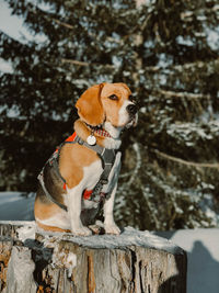 Close-up of a dog looking away