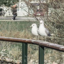 Seagull perching on railing