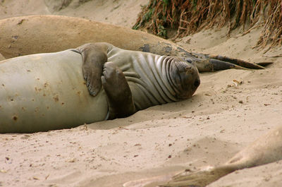 Close-up of animal lying on sand