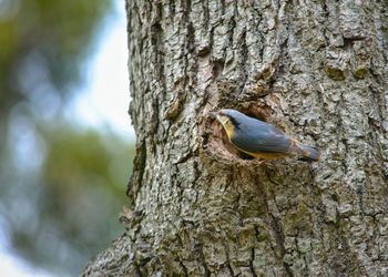 Close-up of bird perching on tree trunk