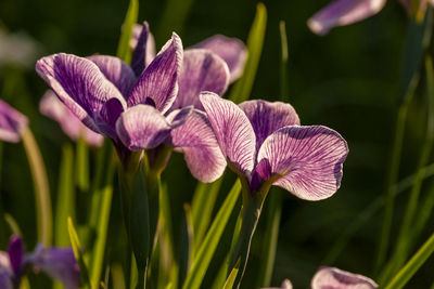 Close-up of purple iris growing on field