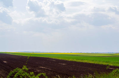 Scenic view of agricultural field against sky