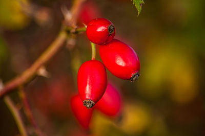 Close-up of cherries on tree