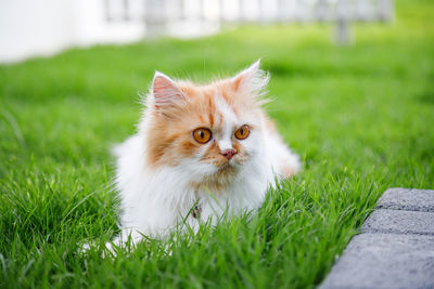 Portrait of a cat on field