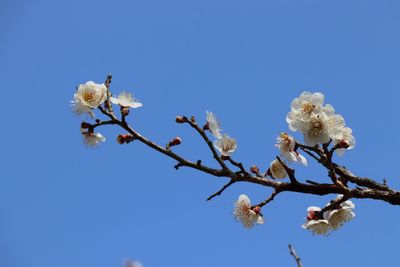 Low angle view of white flowers on branch