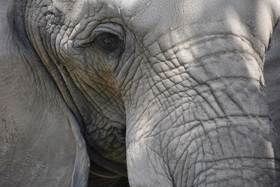 indian elephant