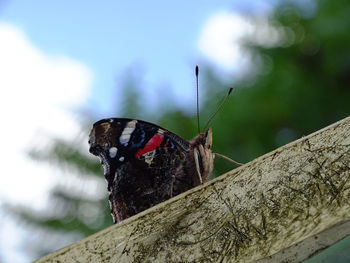 Close-up of butterfly perching on a plant