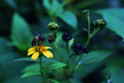 Close-up of insect on flower