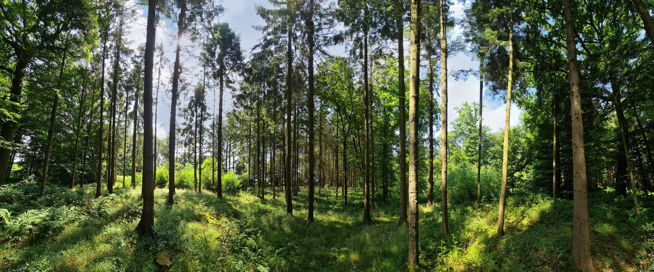 TREES GROWING IN FOREST