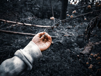 Close-up of hand holding twig