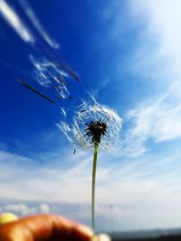 Dandelion flower against sky