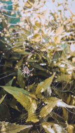 Close-up of spider web