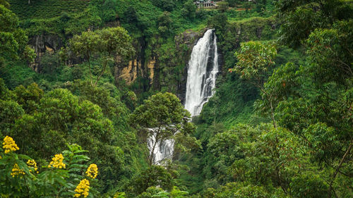 Scenic view of waterfall in forest