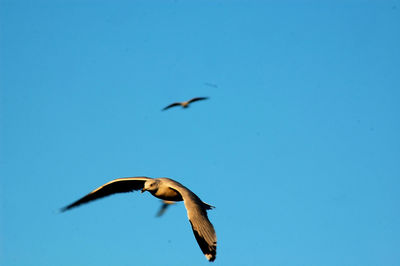 Low angle view of seagull flying against clear blue sky