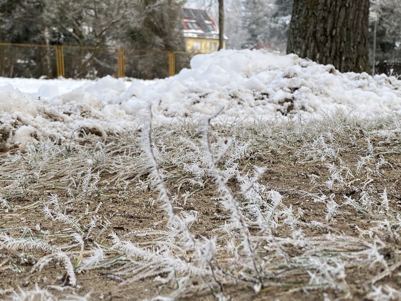 FROZEN PLANTS ON LAND