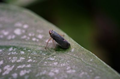 Close-up of leafhopper on leaf