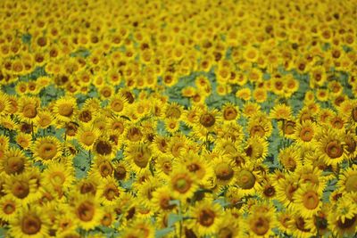 Close-up of yellow flowering plant on field