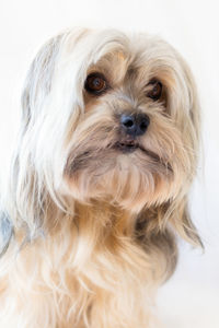 Close-up portrait of a dog