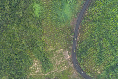 High angle view of trees growing on land