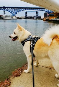 Dog looking at view of bridge