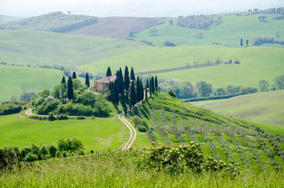 Scenic view of agricultural field