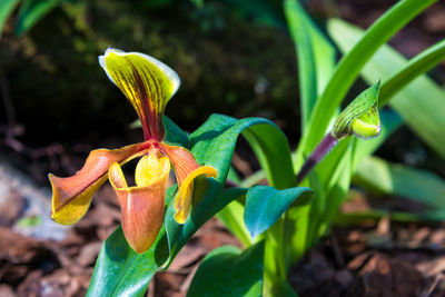 Close-up of green plant