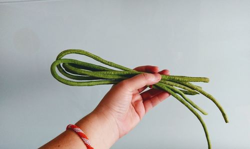 Close-up of hand holding leaf over white background