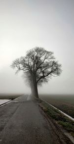 Bare tree by road against sky