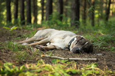 Dog relaxing on field in forest