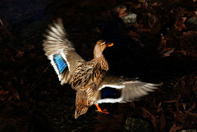 High angle view of duck swimming in lake