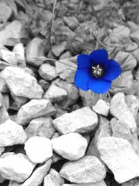 High angle view of purple flower on rock