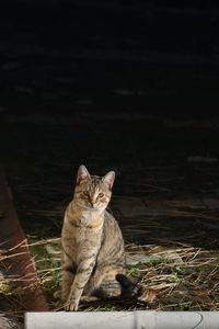 Portrait of cat sitting on field